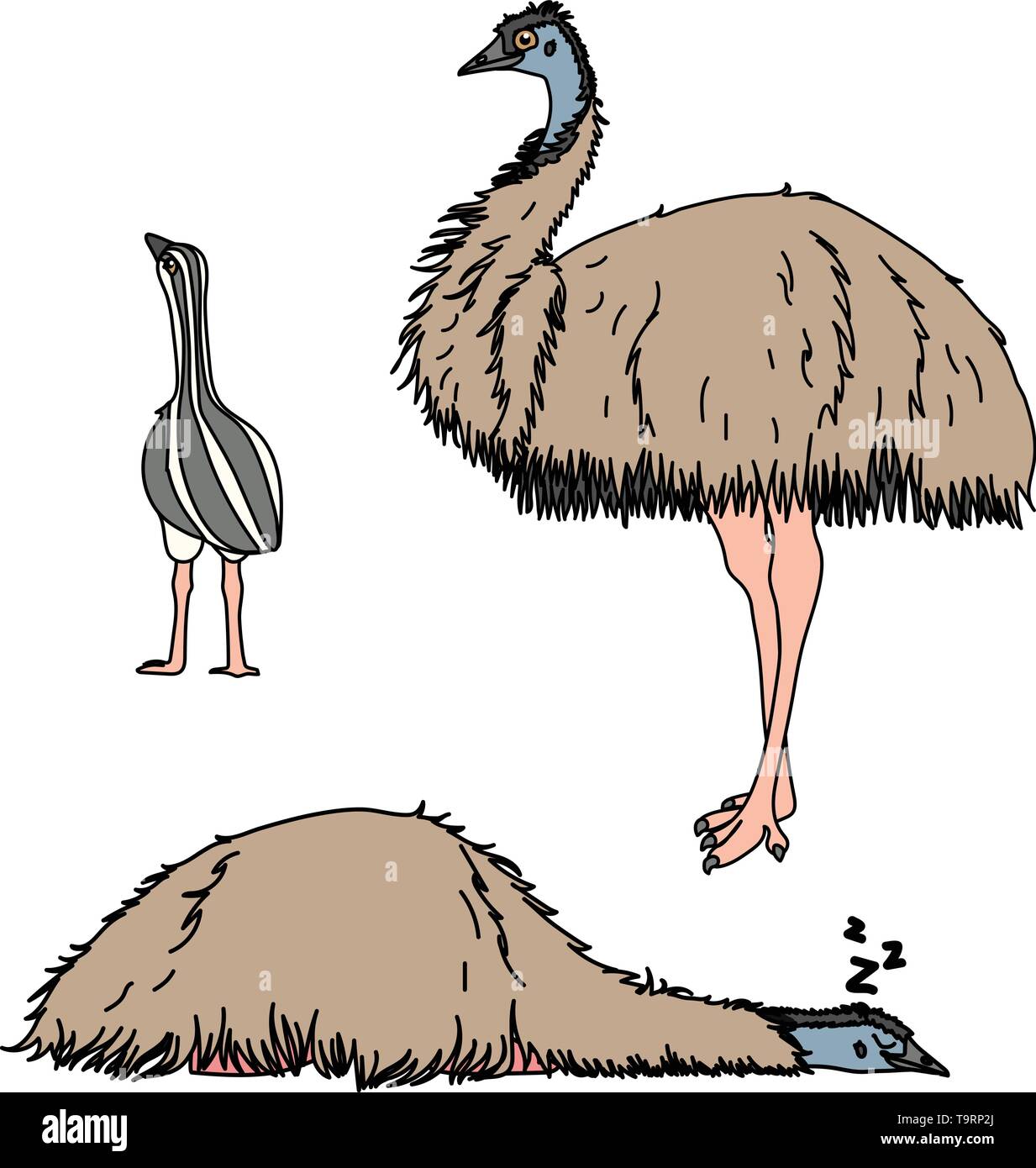 Female emu Stock Vector Images - Alamy Female emu Stock Vector Images - Alamy