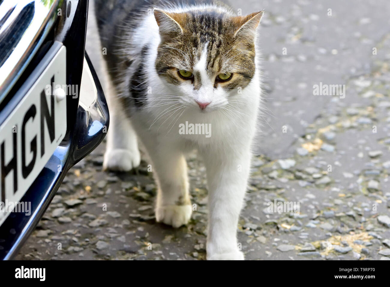 Larry the Cat, official Chief Mouser to the Office, in Downing