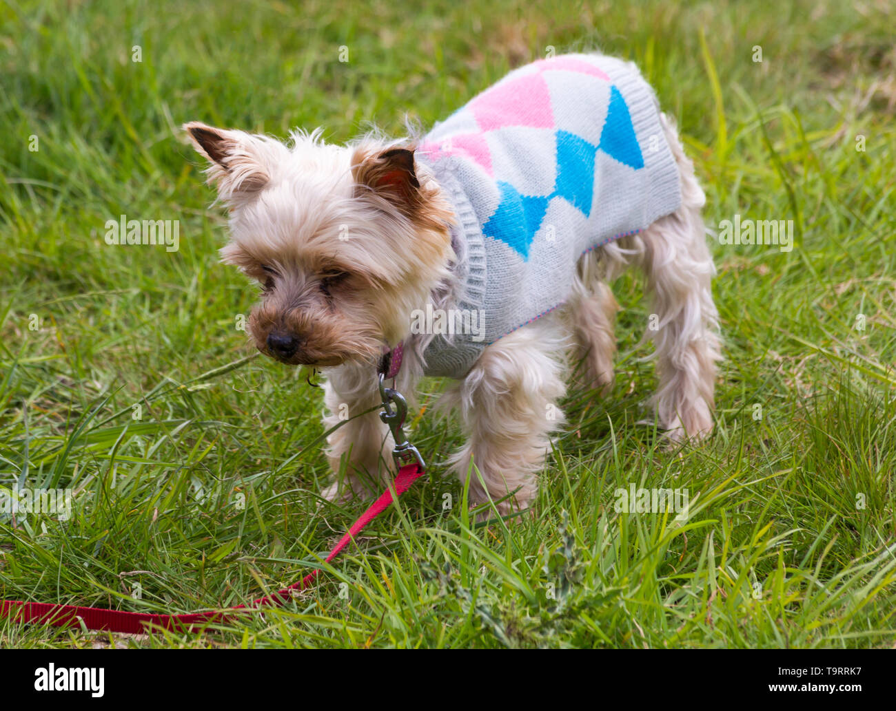 Yorkie dog, Yorkshire Terrier, dressed 