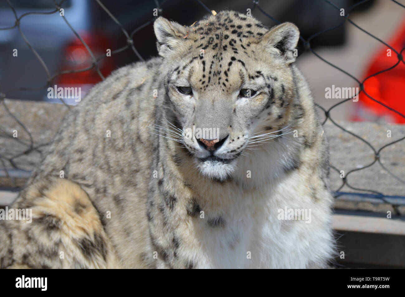 Leopard paws close up hi-res stock photography and images - Alamy