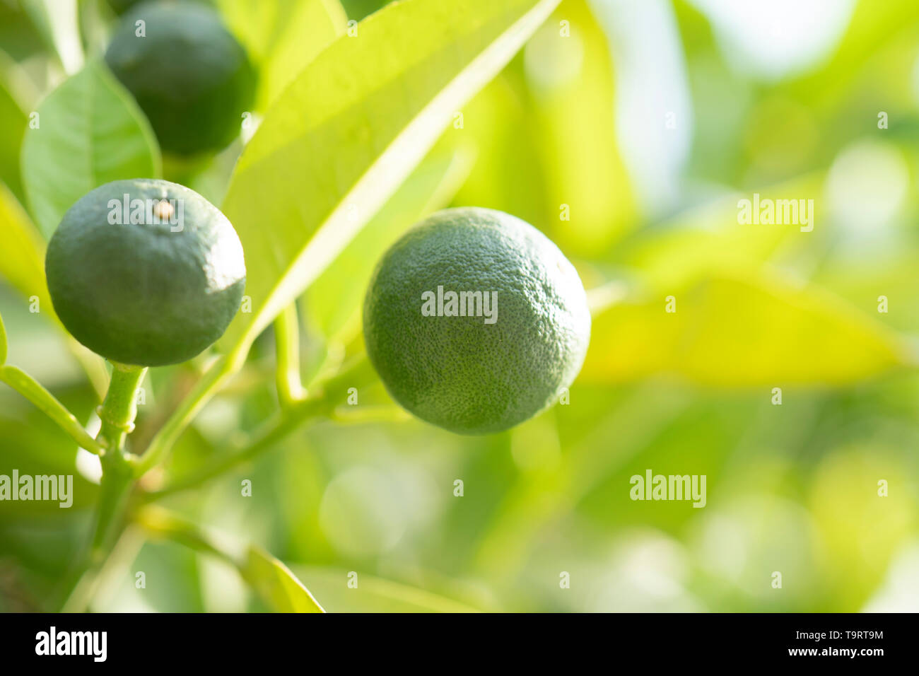 Watering your citrus tree hires stock photography and images Alamy