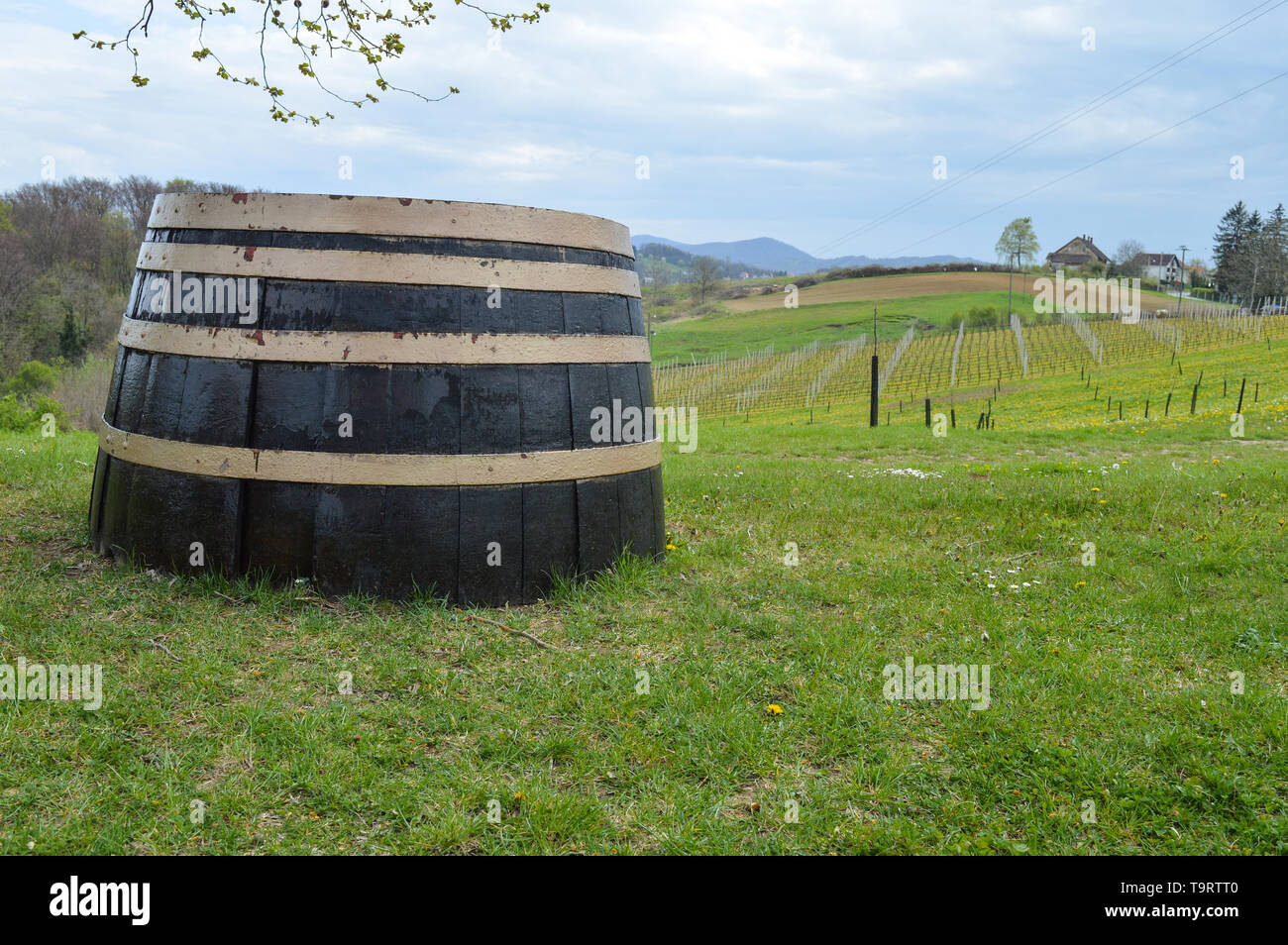 Vineyard in northern Croatia Stock Photo