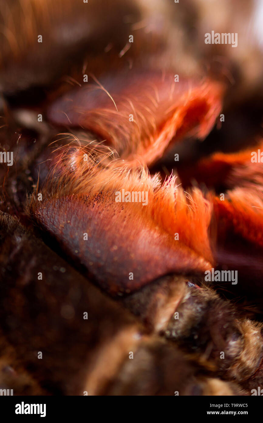 Spider Tarantula Phormictopus Auratus Closeup Photo Dangerous