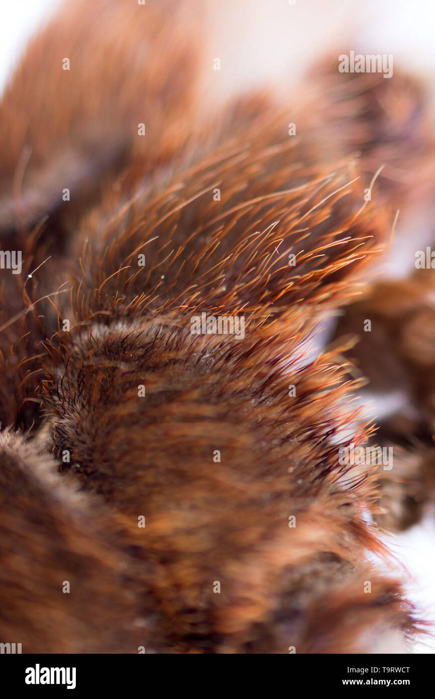 Spider tarantula Phormictopus auratus closeup. Photo dangerous spiders hairy abdomen, from where the legs go Stock Photo