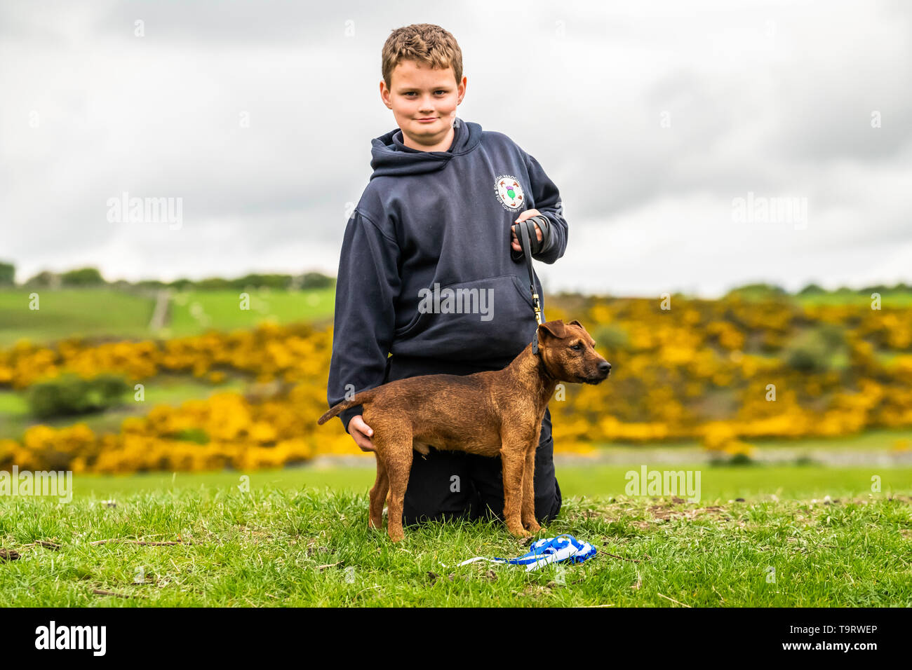 lurcher and terrier shows 2019