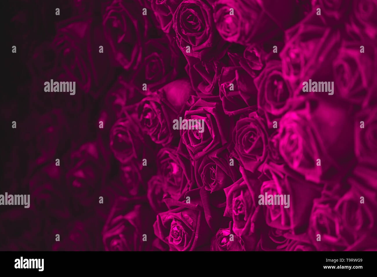 deep pink rose black dark space for background. Stock Photo