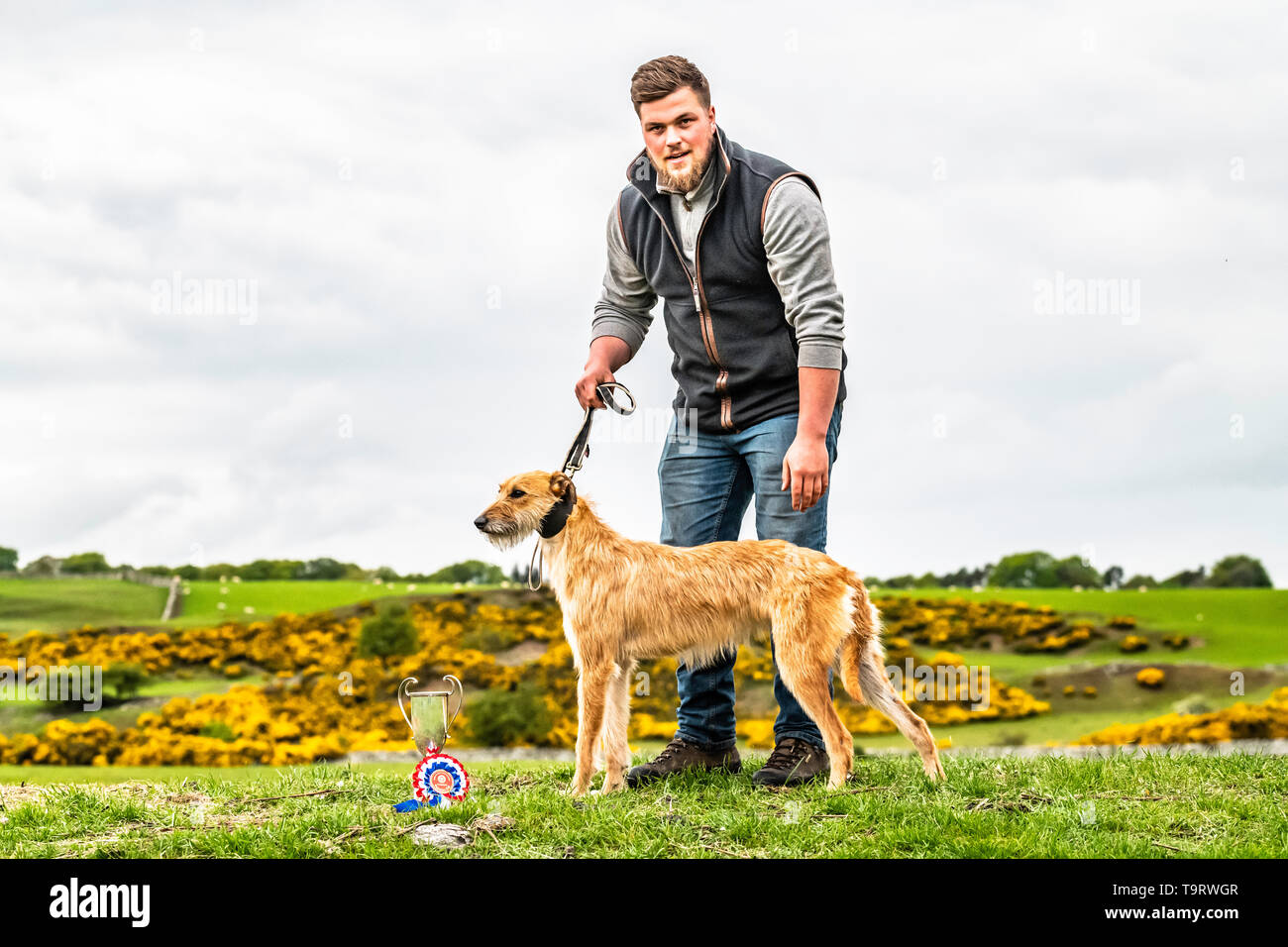 lurcher and terrier shows 2019