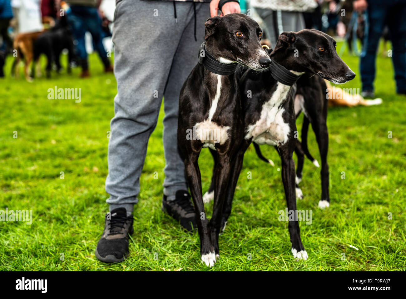 lurcher and terrier shows 2019