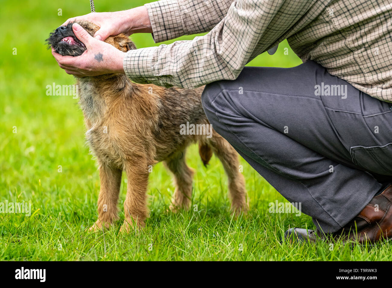 lurcher and terrier shows 2019