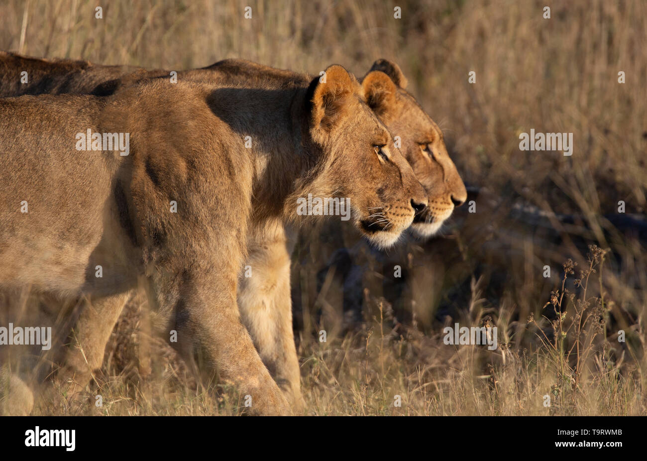 two young male lion brothers stalk for prey in Botswana. They stand perfectly in line the rear lion slightly in front to form almost a double image Stock Photo