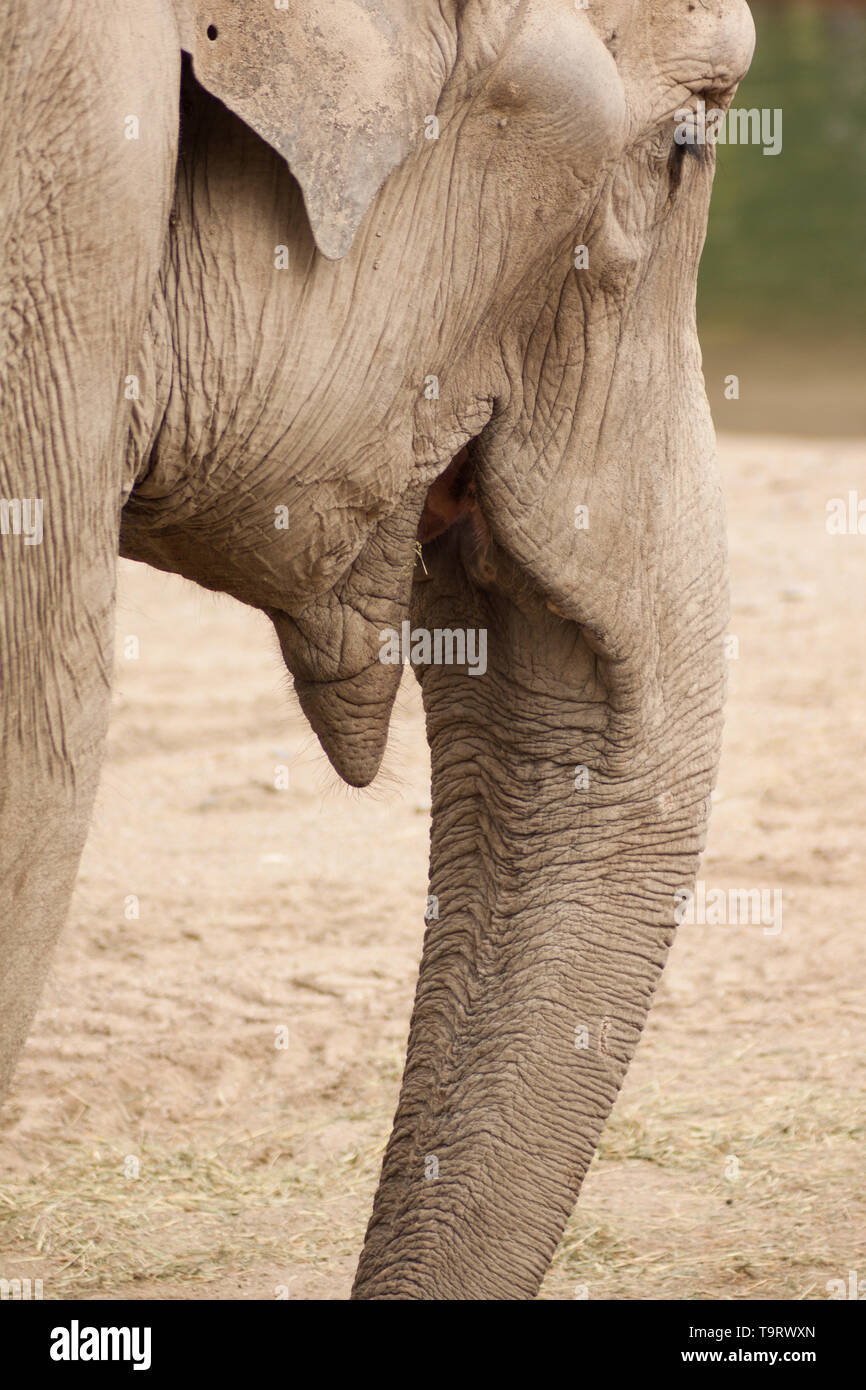 An Elephant close up Stock Photo - Alamy