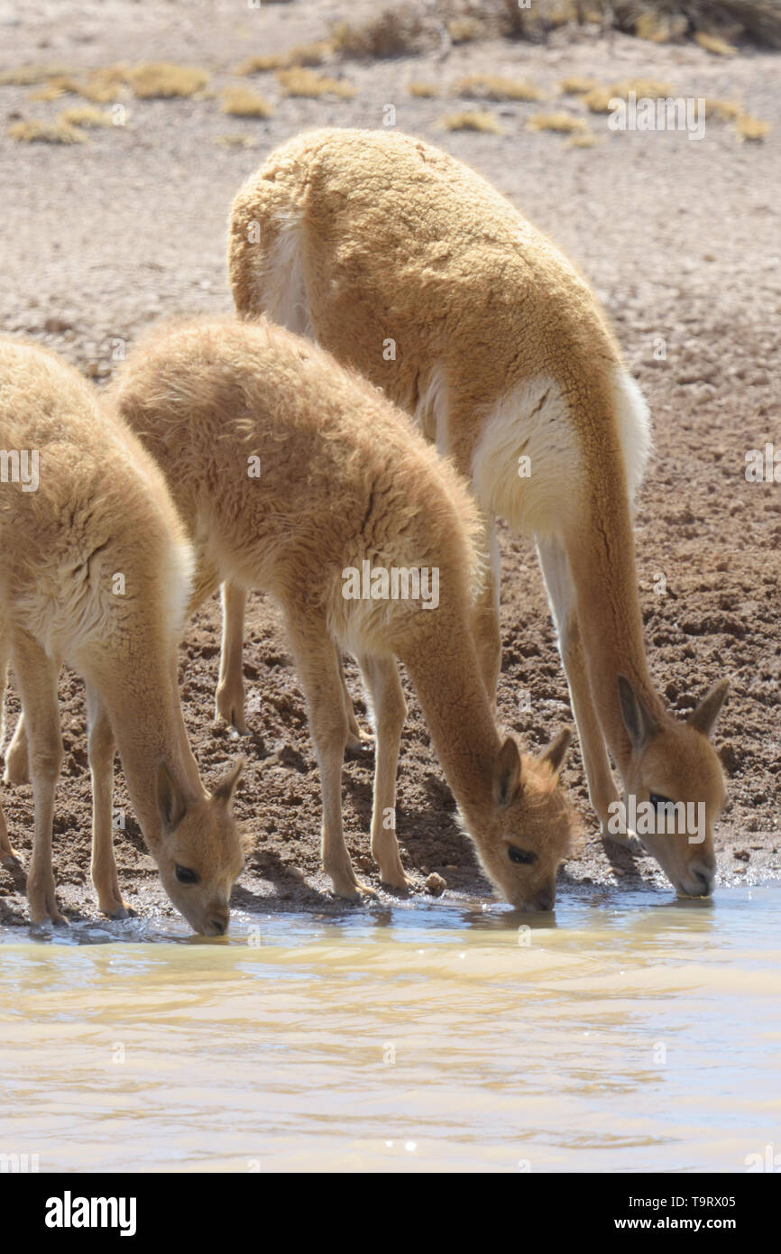 Vicuna (Vicugna vicugna) family drinking from a pool in the high Andes Mountains, Peru. Stock Photo