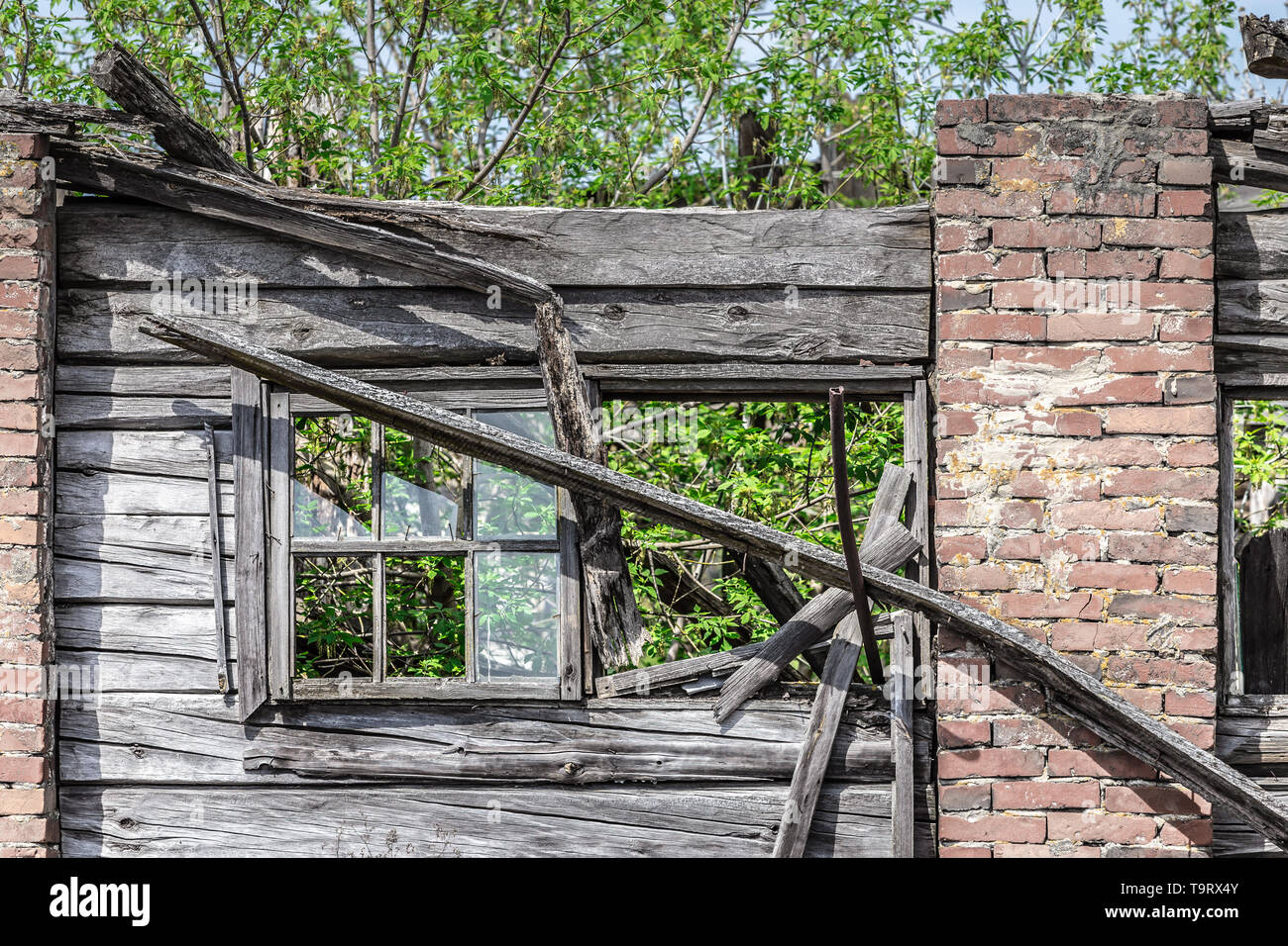 Tree growing through a collapsed window of a building in Belarus ...