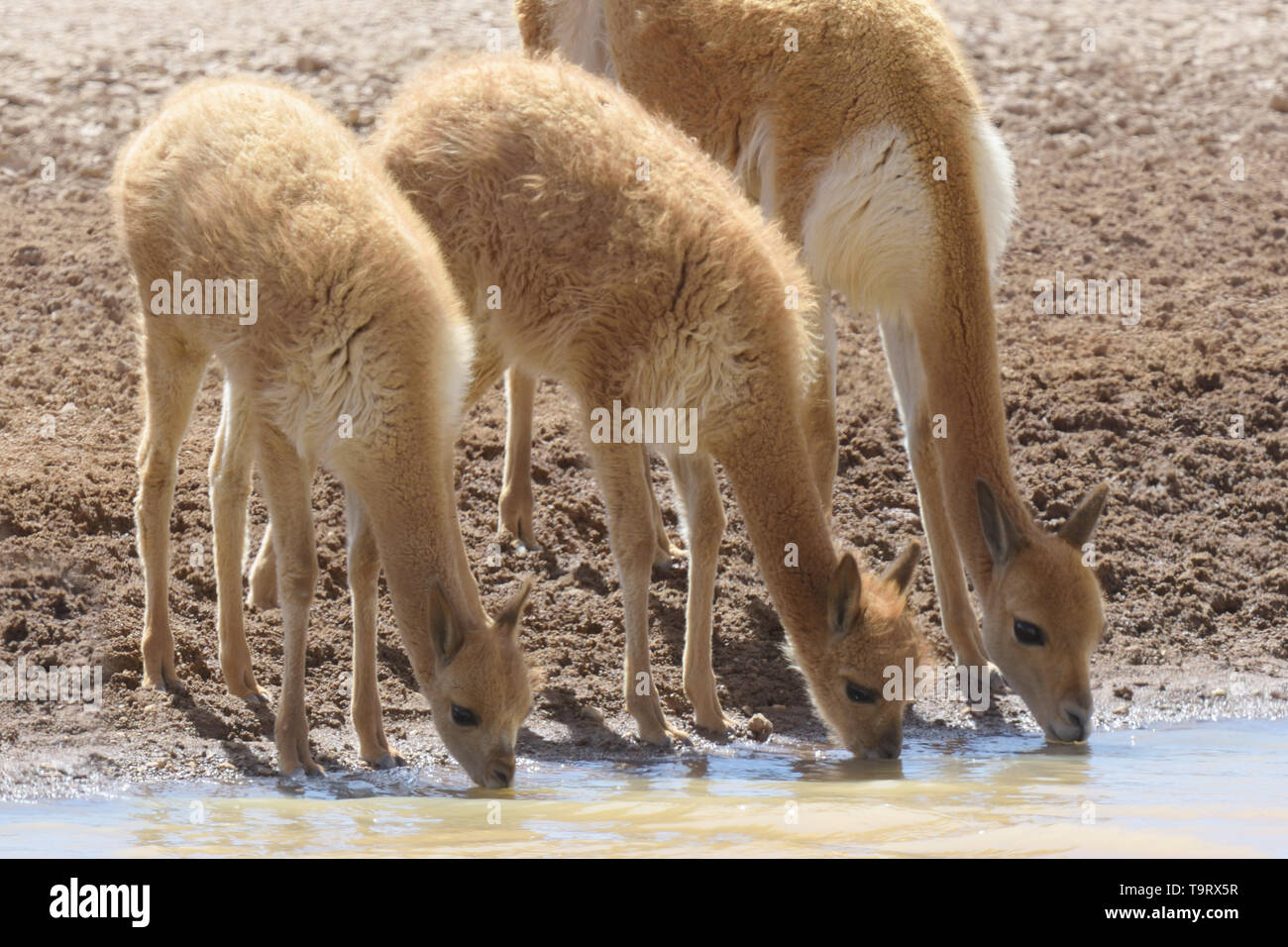 Vicuna (Vicugna vicugna) family drinking from a pool in the high Andes Mountains, Peru. Stock Photo
