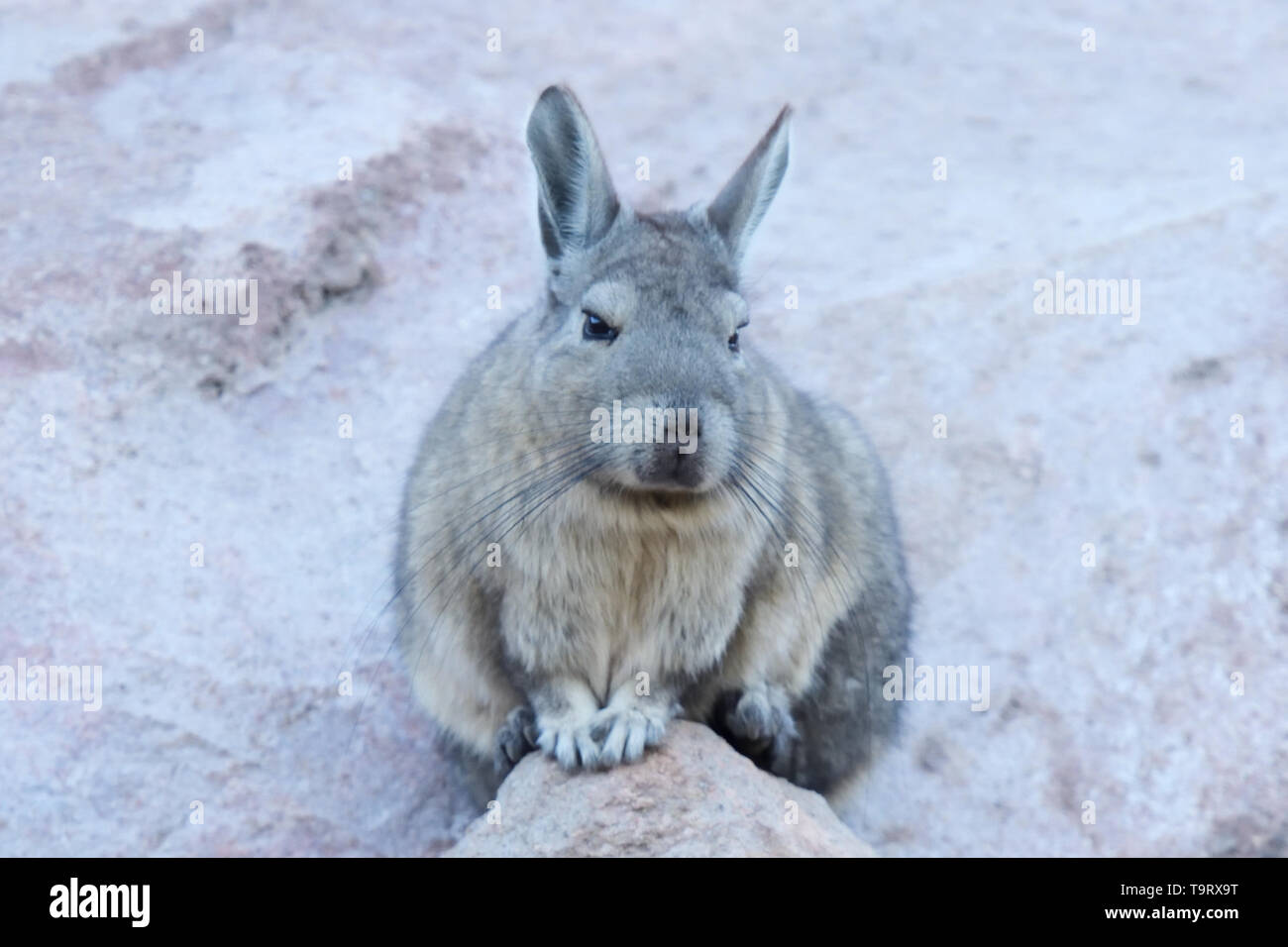 Southern Viscacha (Lagidium viscacia) on look-out at Colca Canyon in the Andes Mountains, Peru, South America Stock Photo