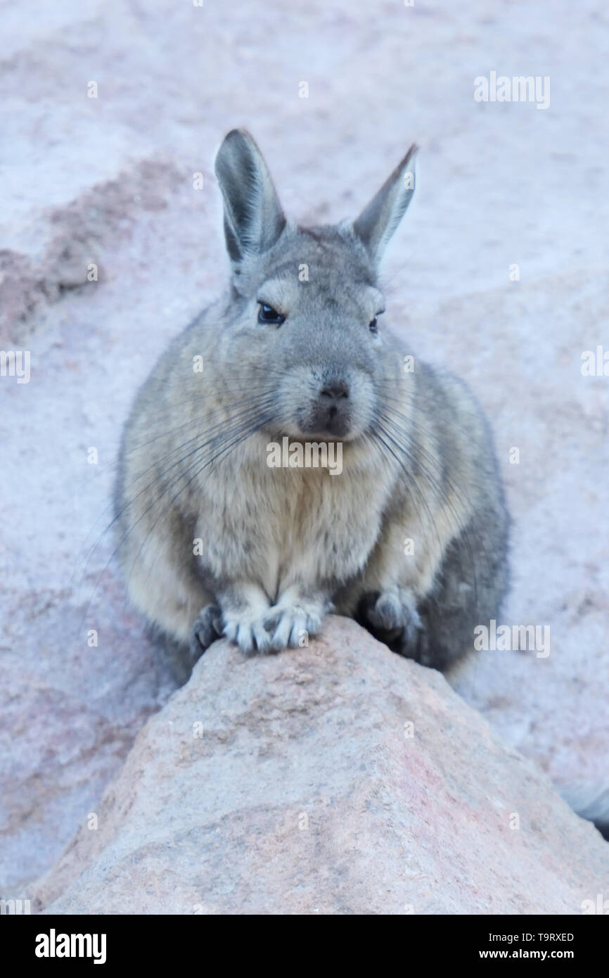 Southern Viscacha (Lagidium viscacia) on look-out at Colca Canyon in the Andes Mountains, Peru, South America Stock Photo