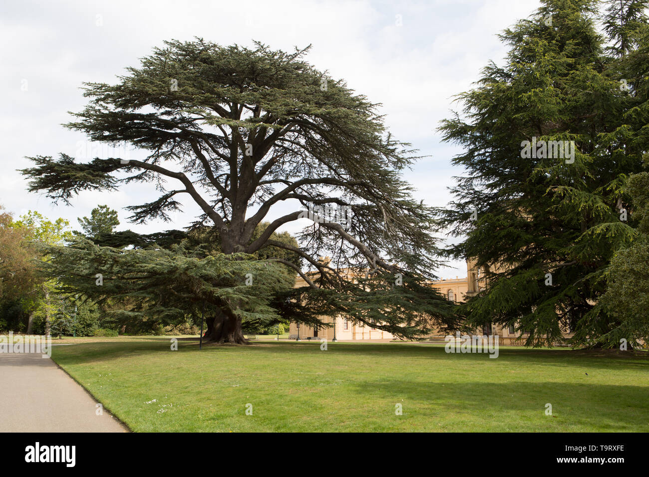 Front Cedar Tree Cedar tree at front of house Stock Photo - Alamy