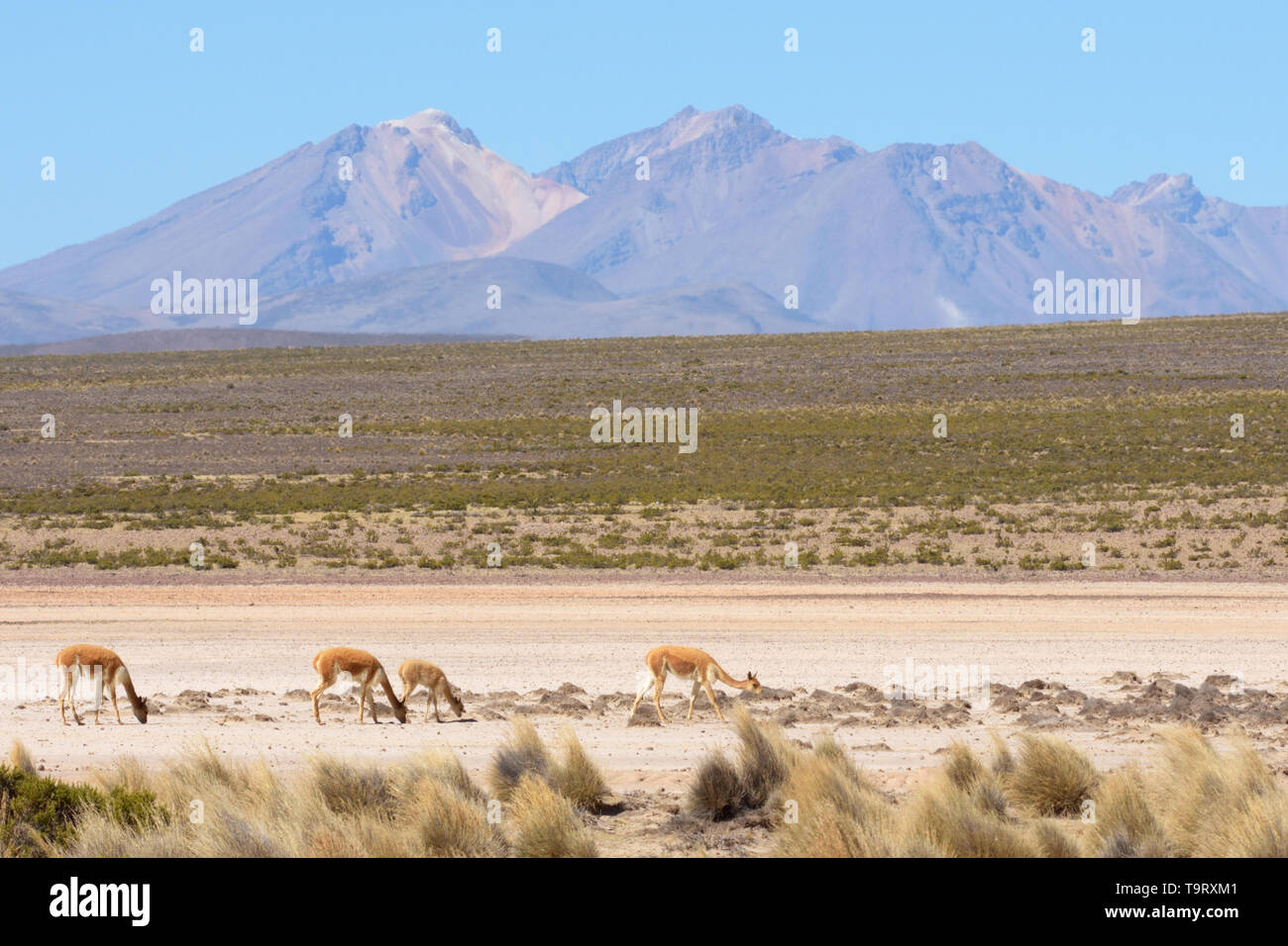 Vicuna family (Vicugna vicugna) grazing in the Reserva Nacional Salinas y Agueda Blanca in the Andes Mountains, Peru Stock Photo