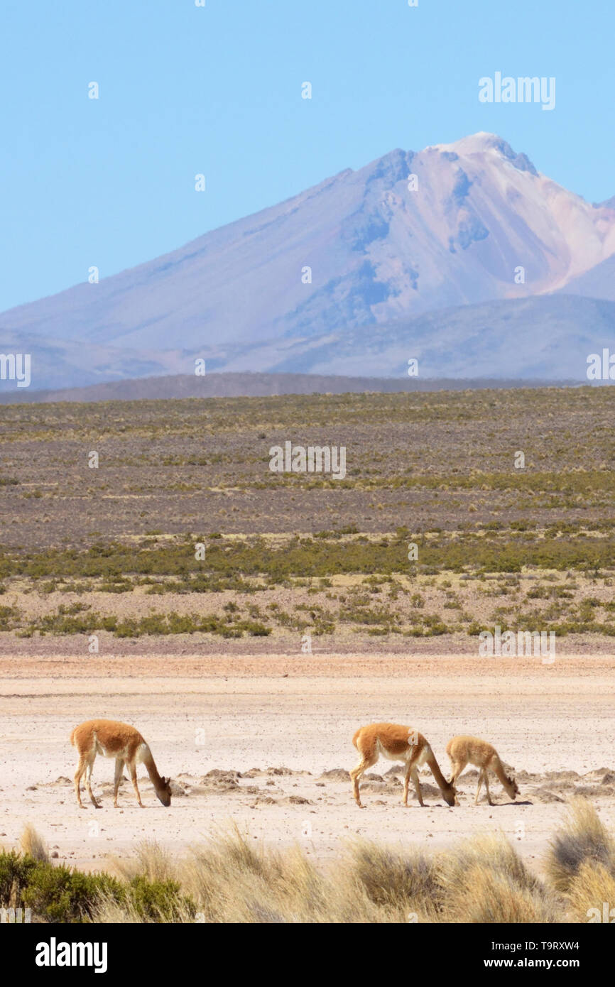 Vicuna family (Vicugna vicugna) grazing in the Reserva Nacional Salinas y Agueda Blanca in the Andes Mountains, Peru Stock Photo