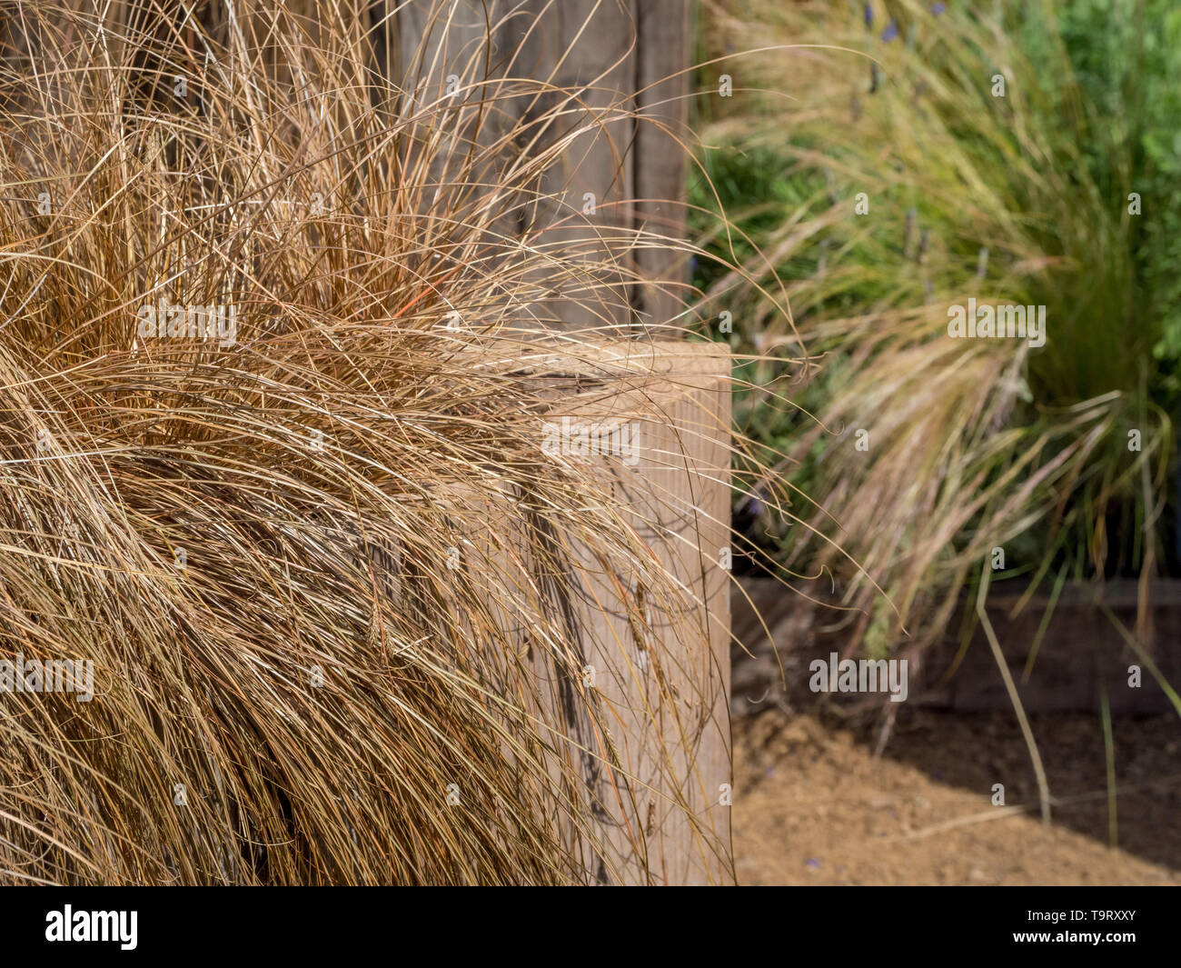 Grasses in raised wooden garden bed Stock Photo