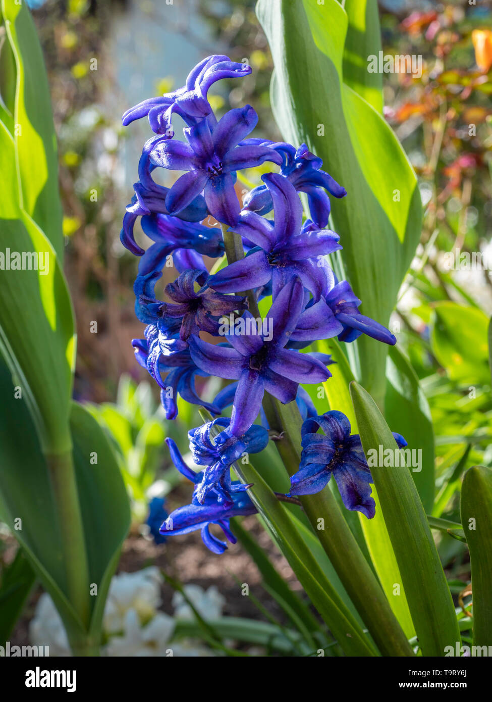 Blue garden hyacinth, hyacinth (Hyacinthus), family of the asparagus plants (Asparagaceae), Blaue Gartenhyazinthe, Hyazinthe (Hyacinthus), Familie der Stock Photo