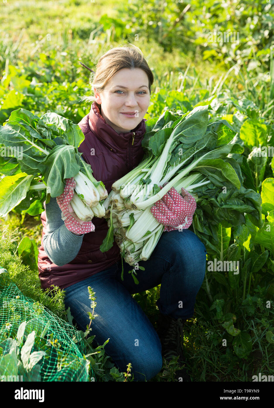 Cheerful woman farmer harvesting giant chard in plantation Stock Photo