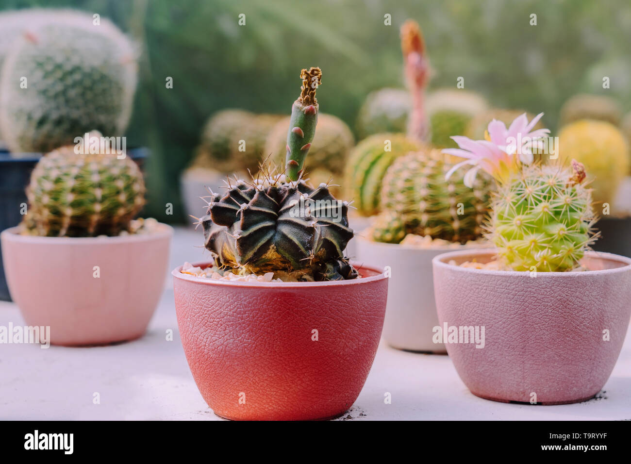 Variety Of Small Cactus And Succulent Plants In Various Pots To