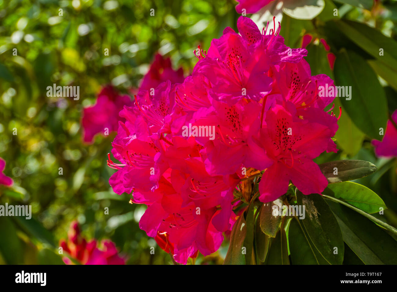 beautiful pink rhododendron flowers in macro closeup, cultivated flowering bush, popular ornamental plant for the garden, nature background Stock Photo
