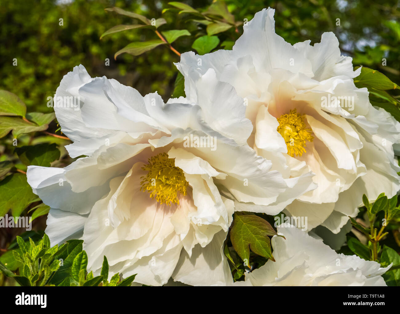 california tree poppy flowers in closeup, big white flowers in bloom during spring season, nature background Stock Photo