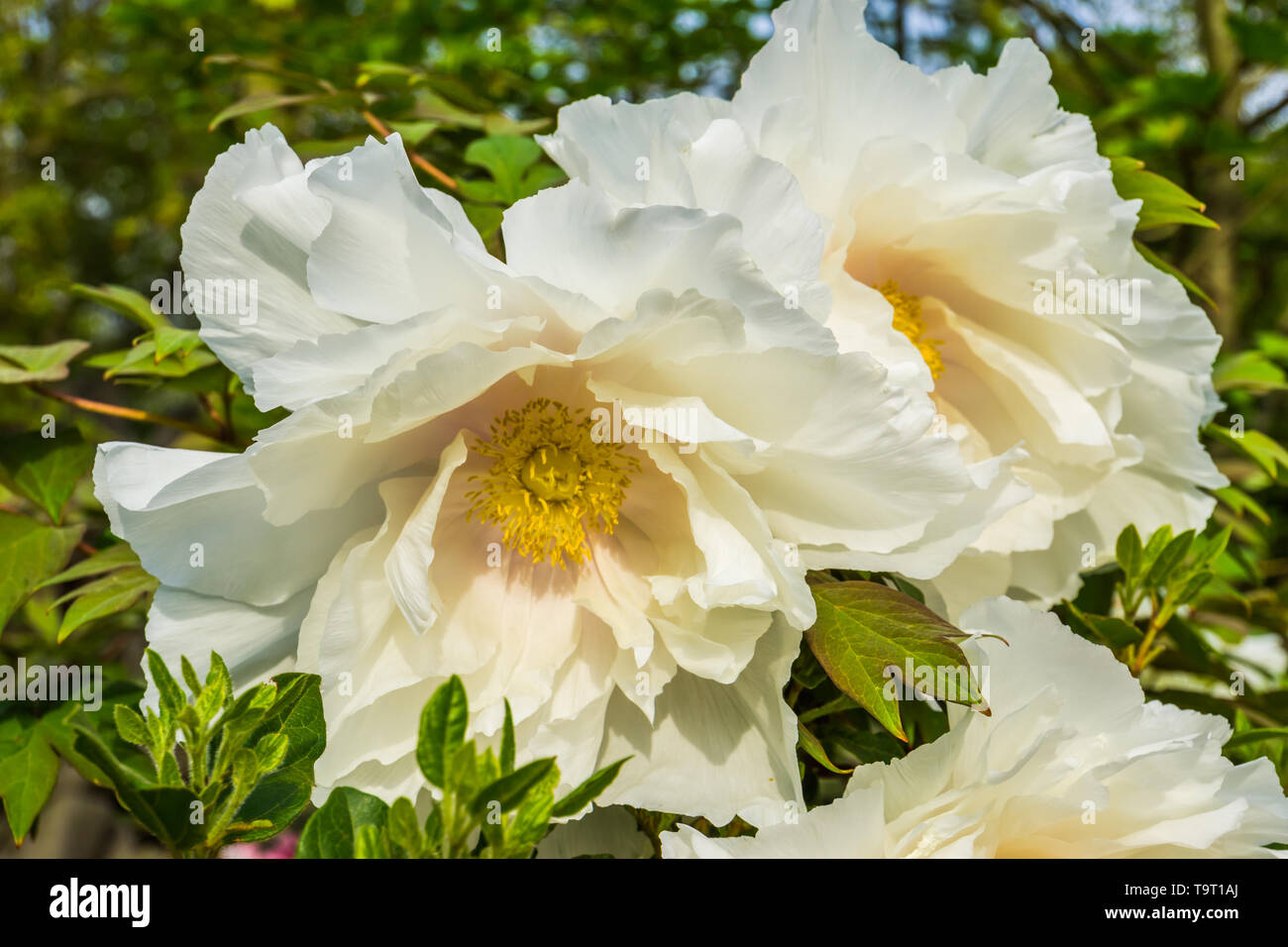 big white flowers blossoming during spring season, california tree poppy in closeup, nature background Stock Photo