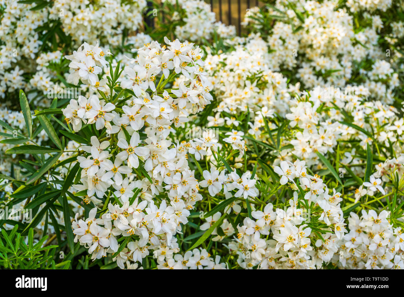 Bush of mexican orange blossom flowers, white aromatic flowering plant from mexico, popular tropical cultivated plant Stock Photo
