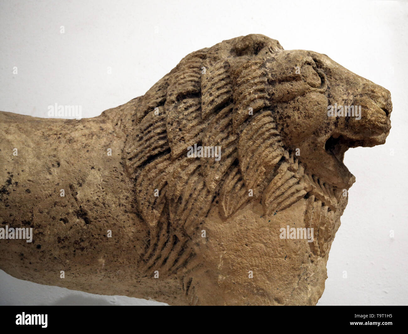Iberian lion. 3rd-2nd centuris. Espera, Cadiz, Spain. Pre-roman peoples. Archaeological Museum of Seville. Spain. Stock Photo