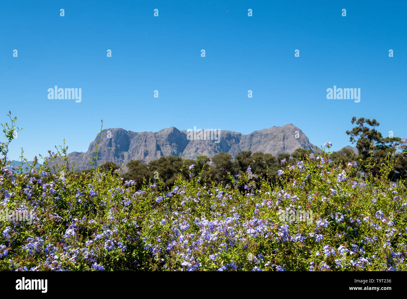 Photo of greenery and mountains taken from Tokara Wine Estate in the Simonsberg mountains, Stellenbosch, South Africa, on a clear day. Stock Photo