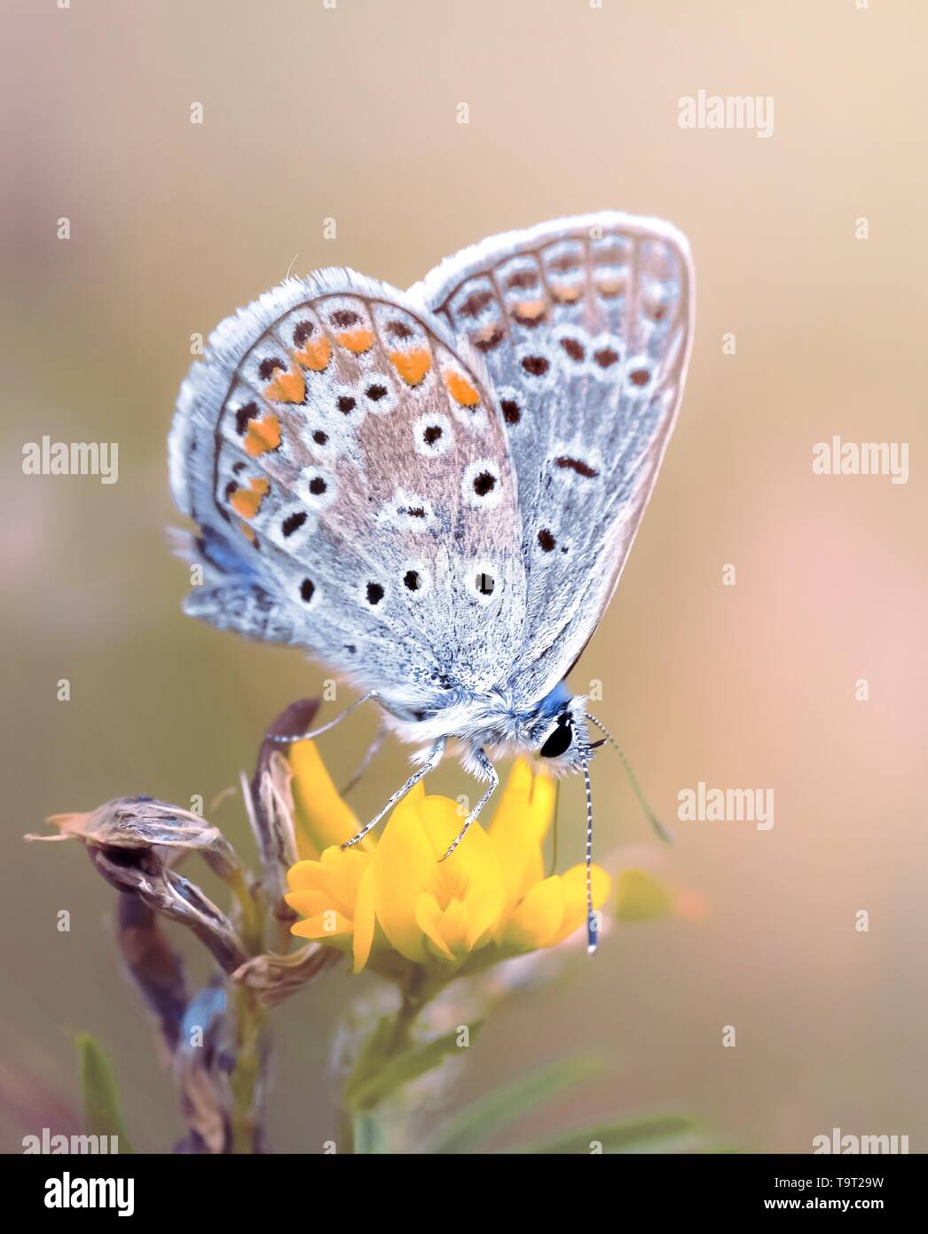 Bug polline hi-res stock photography and images - Alamy