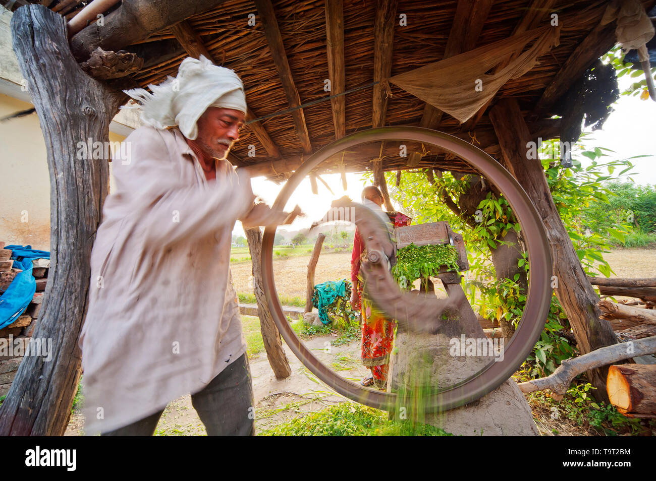 Indian man cutting fodder for cattle at Chotti Haldwani, Uttarakhand, India  Stock Photo - Alamy