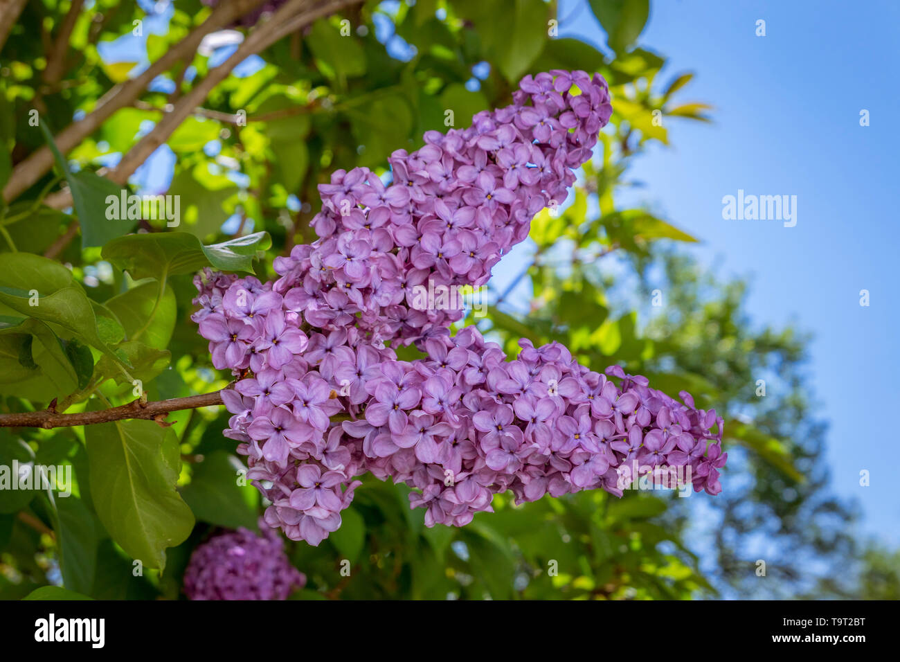 Lila blühender strauch hires stock photography and images Alamy