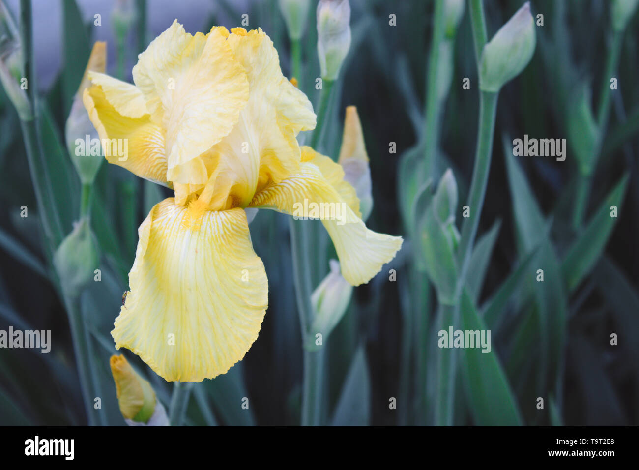 Yellow iris flowers close-up against the background of a green garden. Blue iris flowers grow in the garden Stock Photo