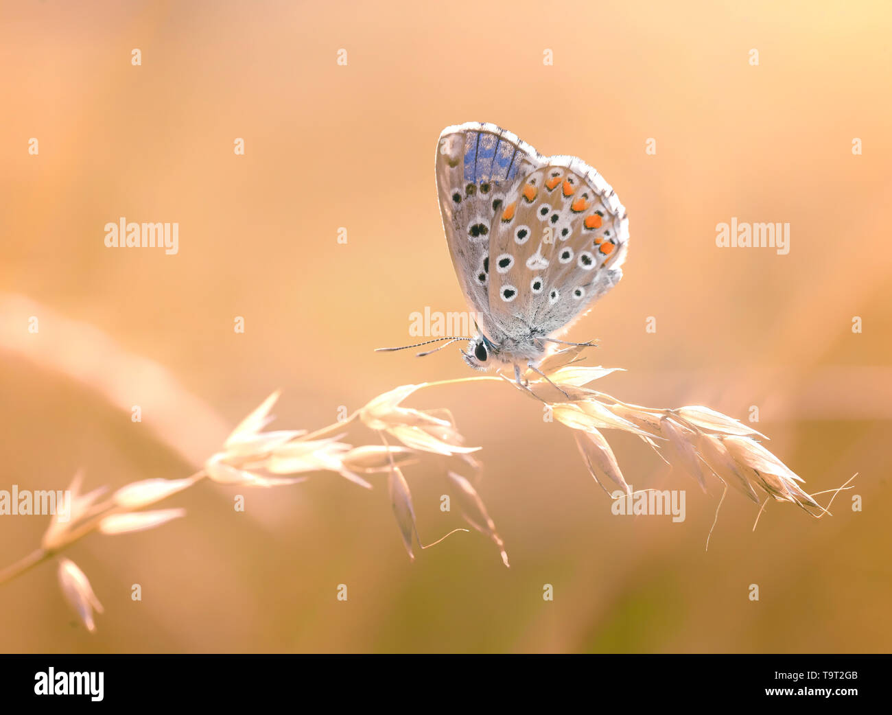 Bug polline hi-res stock photography and images - Alamy