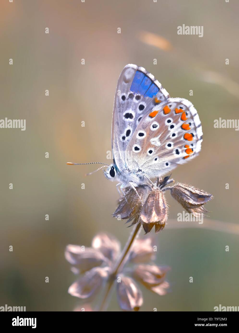 Sfondo polline hi-res stock photography and images - Alamy