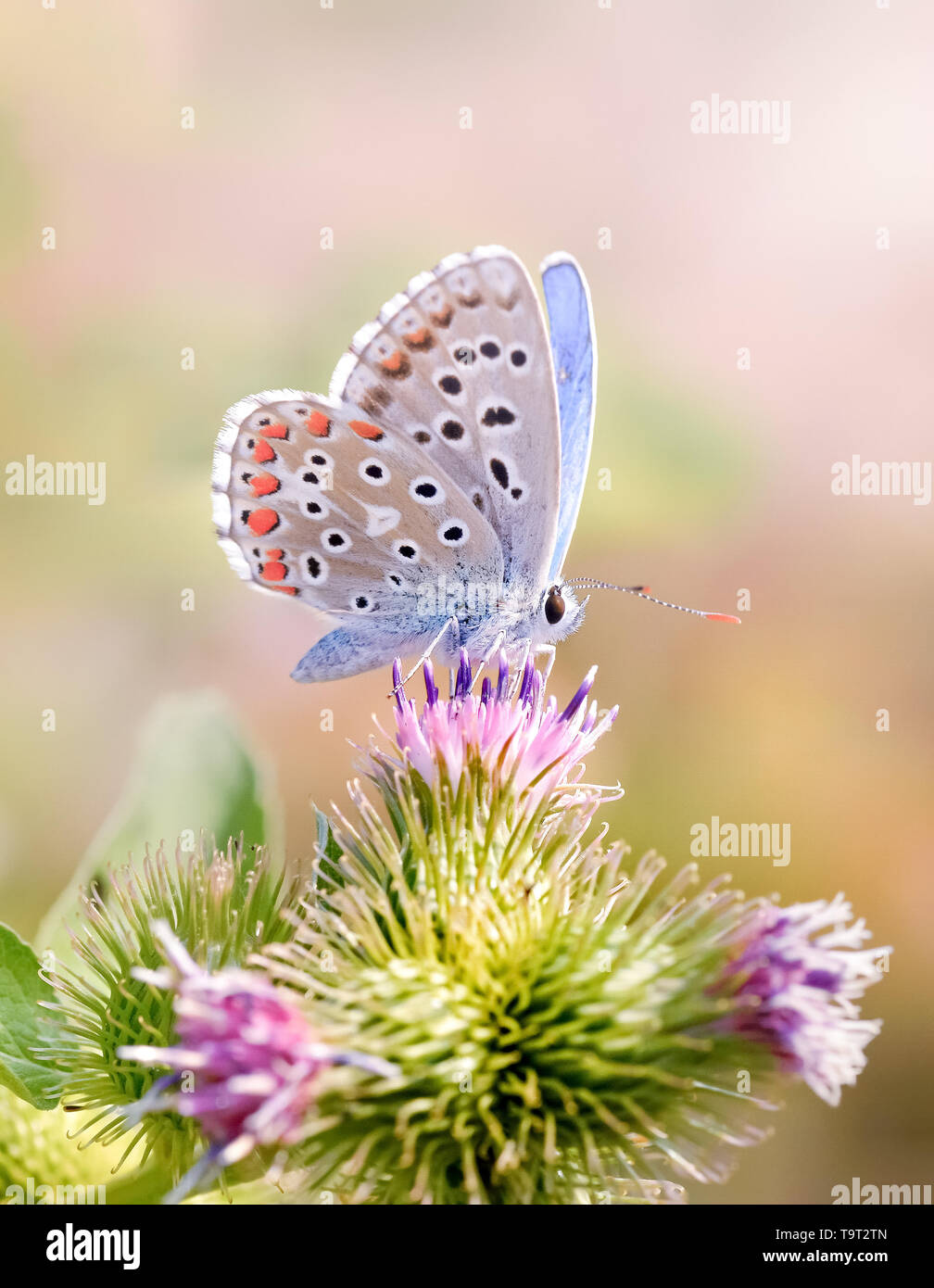 Sfondo polline hi-res stock photography and images - Alamy