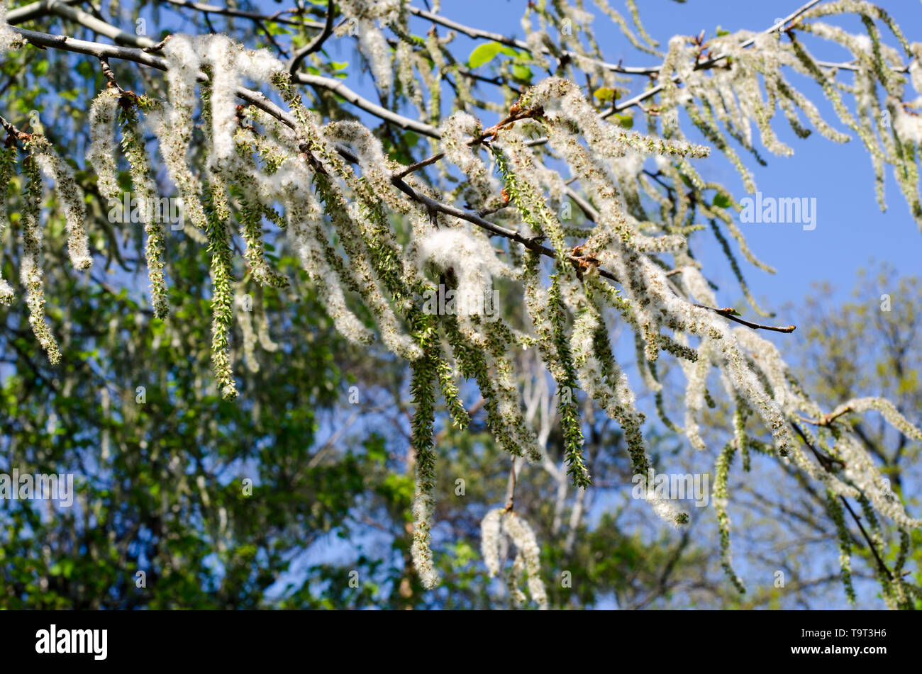 Cottonwood tree pollen hires stock photography and images Alamy
