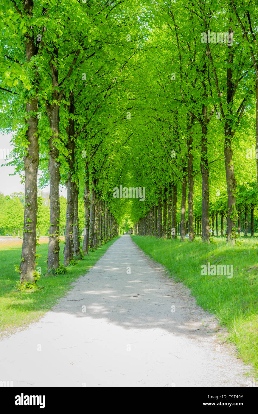 long beautiful path in the forest Stock Photo
