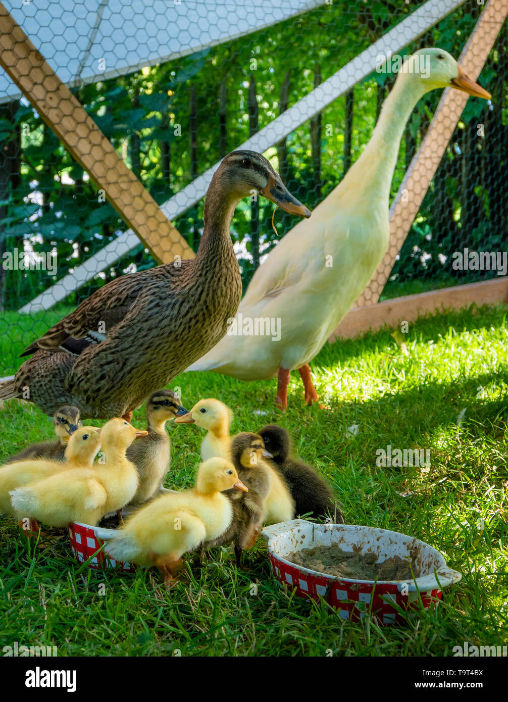 Indian run ducks, also bottle duck (Anas platyrhynchos following domestica) with fledgling, Indische Laufenten, auch Flaschenente (Anas platyrhynchos  Stock Photo