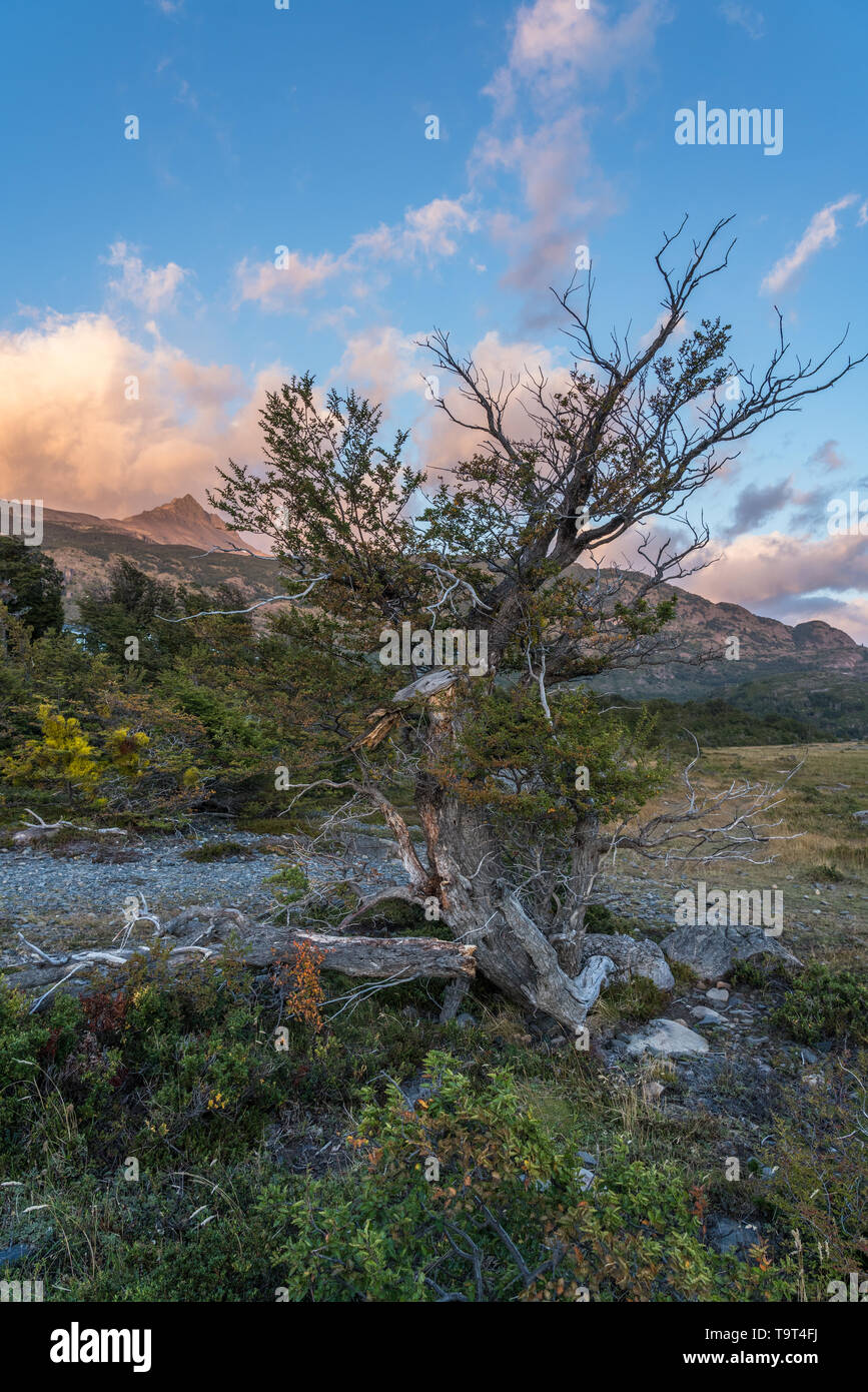 A Lenga or Southern Beech Tree, Nothofagus species, in Torres del Paine National Park, a UNESCO World Biosphere Reserve in Chile in the Patagonia regi Stock Photo