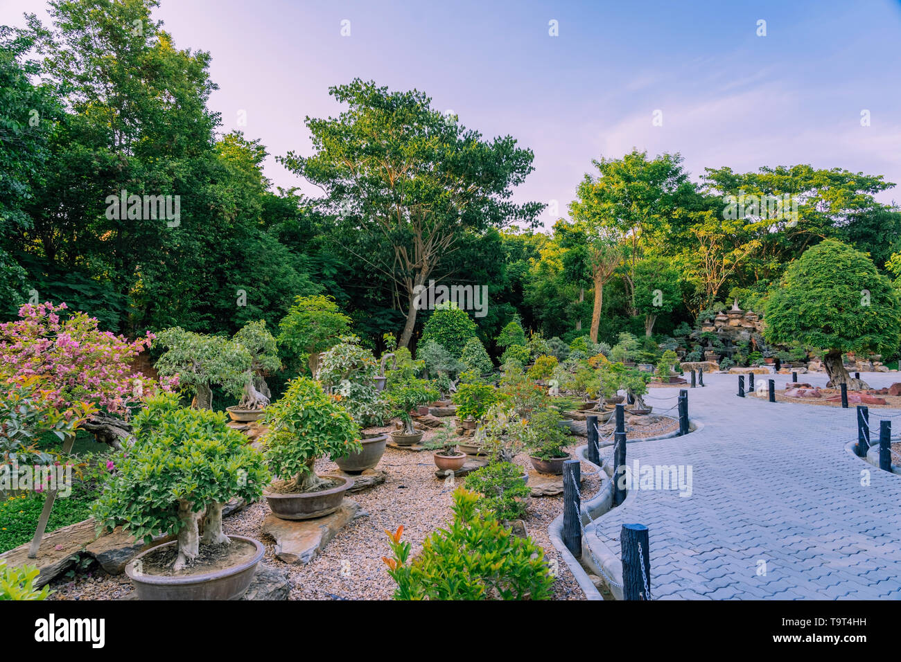 Variety of Bonsai trees were planted in pots and was many sorted for decoration in public garden. Stock Photo