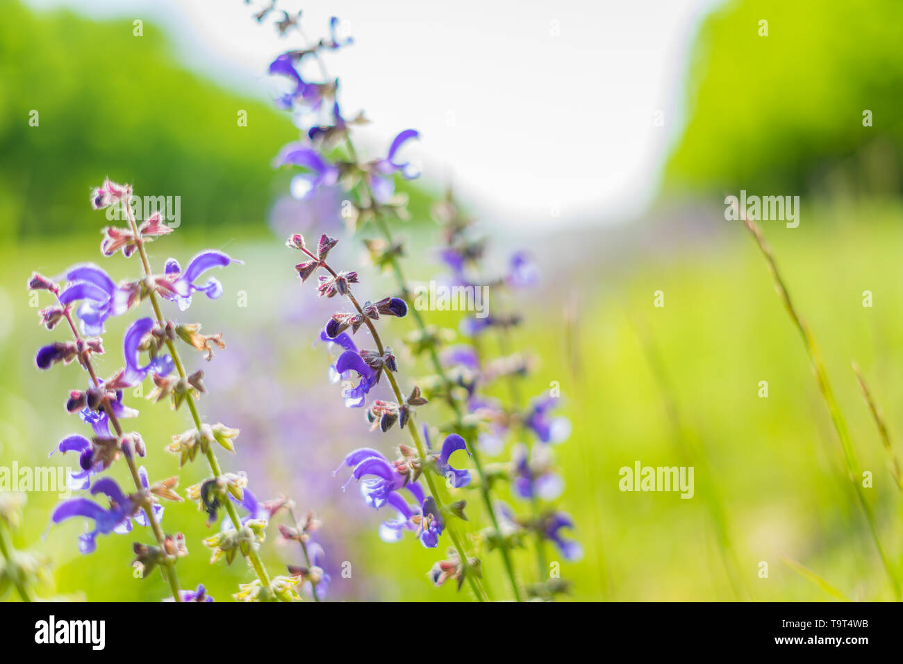 macro of a beautiful purple plant Stock Photo