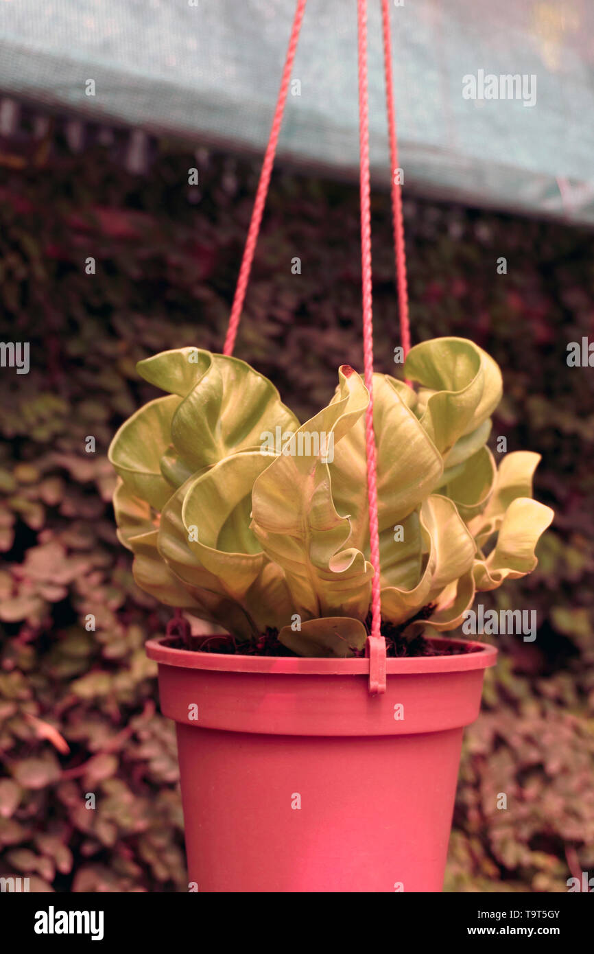 Cactus in hanging basket hires stock photography and images Alamy