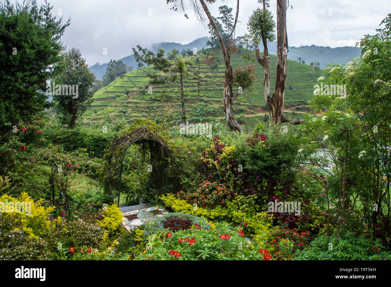 Sri Lanka trip, day 8: a view of tea terraces from the garden of the Heritance Tea Factory Hotel. Stock Photo
