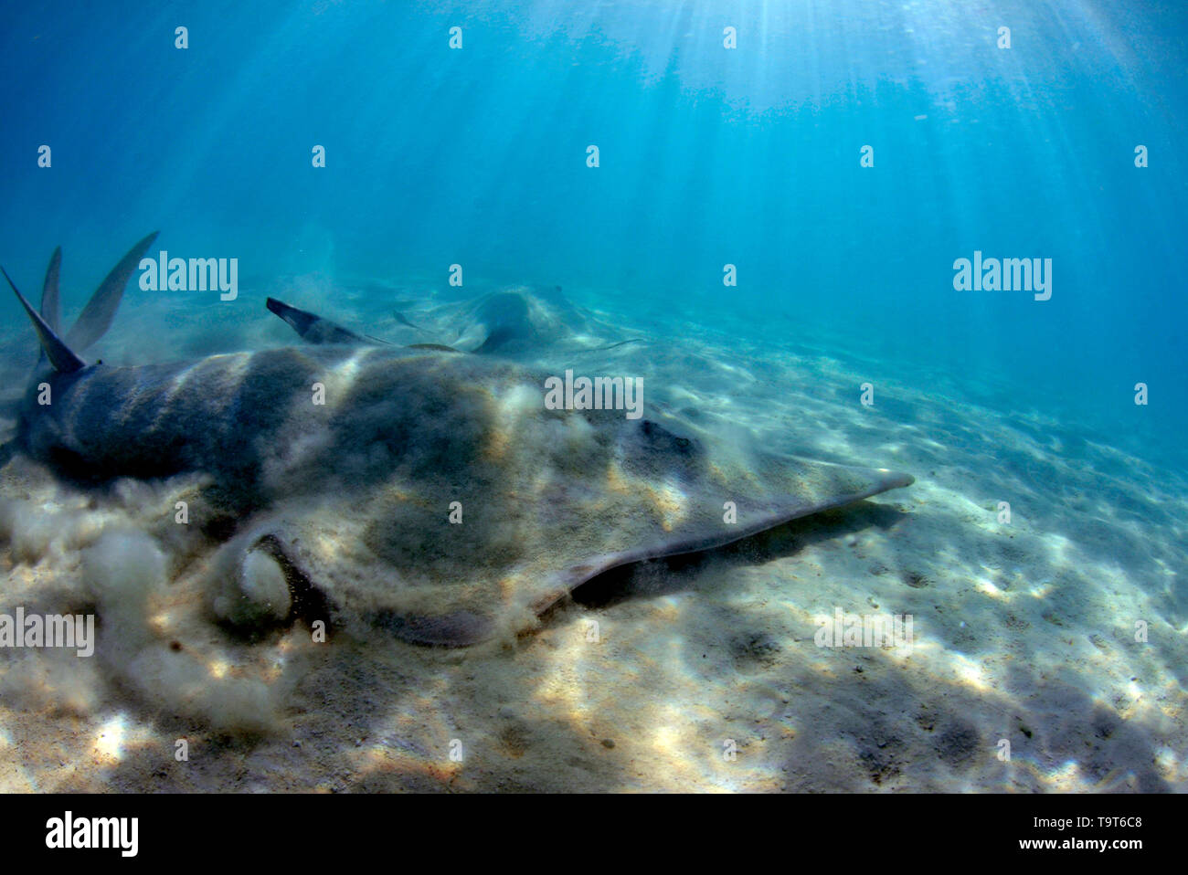 Giant shovel-nosed ray, Rhinobatos types, in shallow waters off Shark Bay, Heron Island, Great Barrier Reef, Queensland, Australia Stock Photo