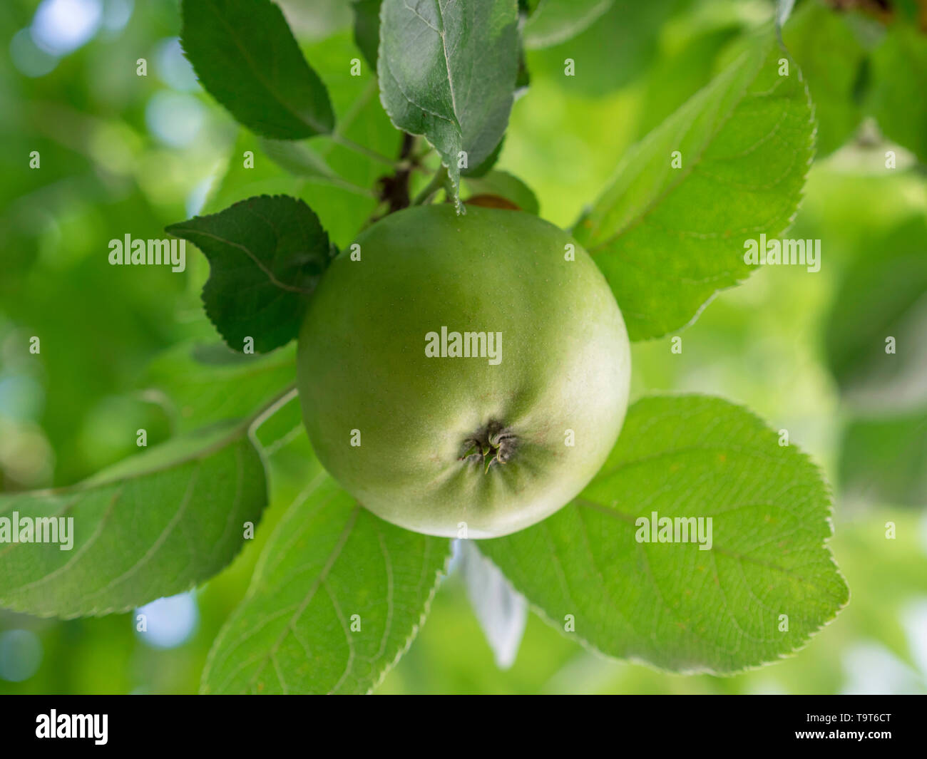 Green bioapple hangs on an apple tree, Grüner Bioapfel hängt an einem Apfelbaum Stock Photo